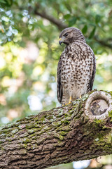 Cooper's hawk spots something on the ground