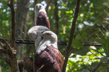 Bondo eagle wildlife park declining