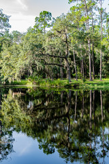  Mirror image of the woods in a lake in Florida, with blue and green tones