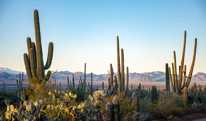 Crédence de cuisine en verre imprimé Bleu clair Cactus dans les déserts de l& 39 Arizona