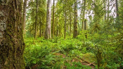 Fototapeta premium path in forest