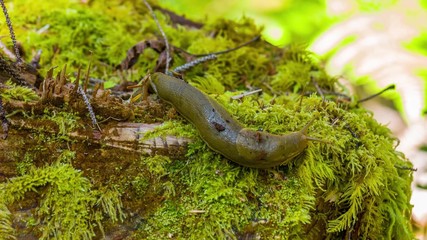 snail on tree