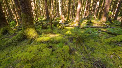 stream in the forest
