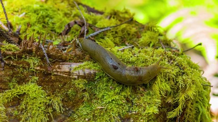 snail on tree