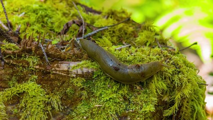snail on tree