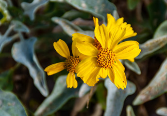 Yellow flowers growing wild in Florida