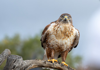 Red shouldered hawk ready to take flight