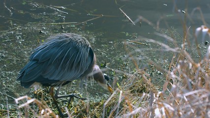 great blue heron