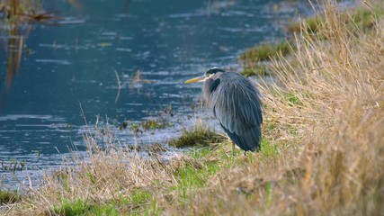 great blue heron on the beach