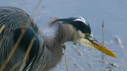 great blue heron on the beach