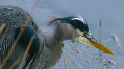 great blue heron on the beach