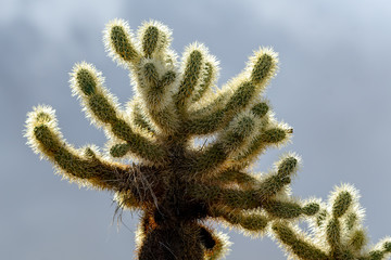 Cactus fingers with white needles