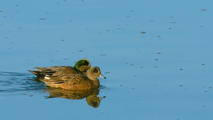 duck in pond