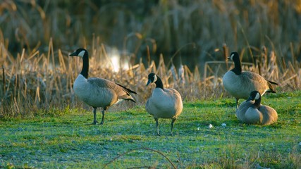 ducks on grass