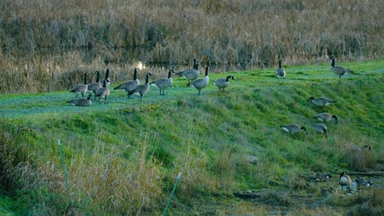 ducks on grass