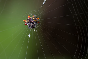 This spiny backed orb spider spins a beautiful web