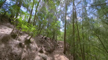 tree in forest
