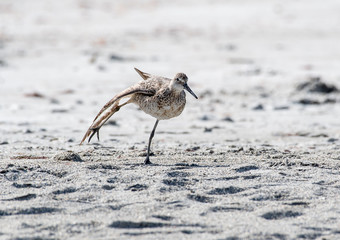 Willet on the baech stretching his leg and wing