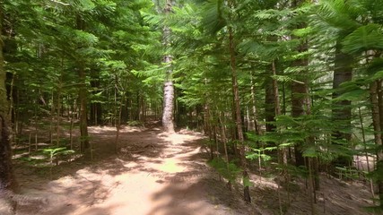 path in forest