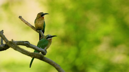 bird on a branch