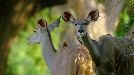 two antelopes