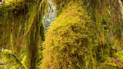 autumn in the forest