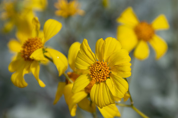 Wild flowers growing in the southwest