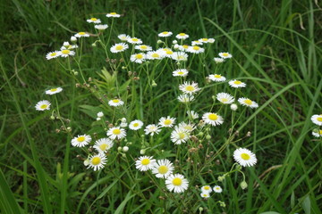 初夏のマーガレット