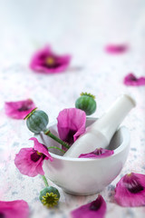 Obraz na płótnie Canvas Purple Opium Poppy Ceramic mortar- onrnamental plant in the family Papaveracaeae for pharmaceutical purposes