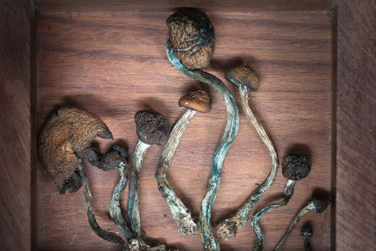 Psilocybin psychedelic mushrooms dried