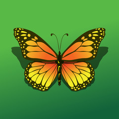 isolated butterfly alight at green background with shadow beautifull realistic simple icon illustration