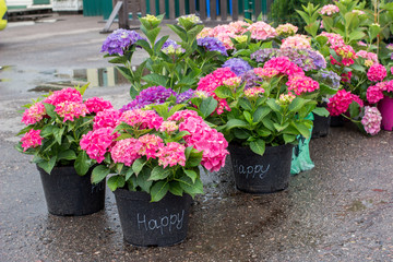 Fototapeta na wymiar Pink, blue and purple blossoming Hydrangea macrophylla or mophead hortensia in a flower pots outdoors in a plant nursery outdoors. Green business concept