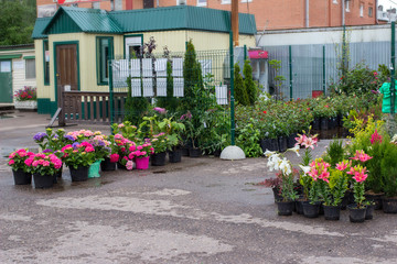 Fototapeta na wymiar Plant nursery growing and selling different garden plants. Green business concept