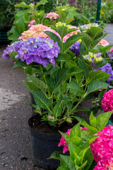 Pink, blue and purple blossoming Hydrangea macrophylla or mophead hortensia in a flower pots outdoors in a plant nursery