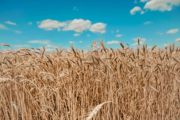 Fototapeta na wymiar Beautiful field with wheat.