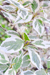 Ddecorative garden shrub branches with green and white bicolored leaves