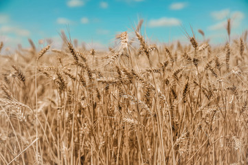 Beautiful field with wheat.