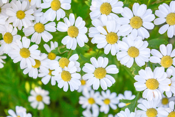 Medicine chamomile flowers. Aromatherapy by herbs camomile daisy flowers