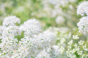 View of a meadow white flower of Goutweed or Aegopodium podagraria L.
