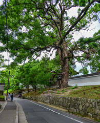 Idyllic landscape of Japanese garden