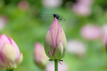 蓮の蕾にとまったトンボ
