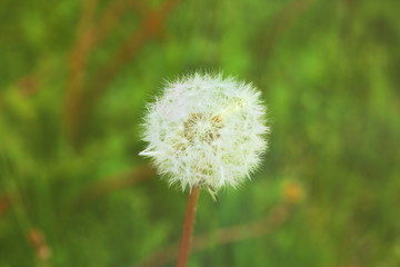 Summer Love Dandelion 