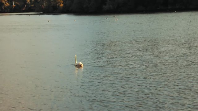 Swan swimming in Arnhem. Arnhem is a city in the Netherlands.