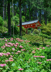 Naklejka premium Hydrangea flower garden at the ancient temple