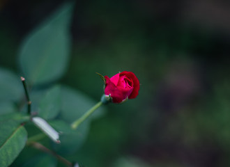 Flowers with colors