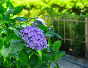 Hydrangea flower full bloom on a summer day