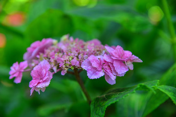 Hydrangea flower full bloom on a summer day