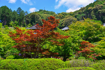 Idyllic landscape of Japanese garden