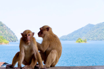 Naklejka premium Two monkey sit relax on water dam and nature