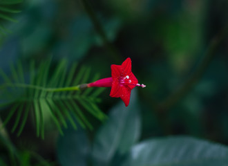 Flowers with colors